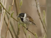 Rietgors [Emberiza schoeniclus]
